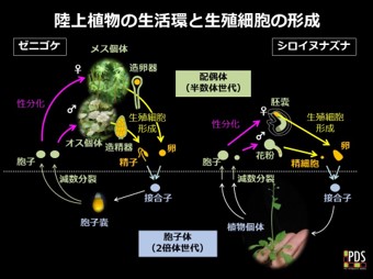 植物で受精卵を活性化する機構の進化的起源を解明